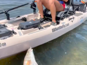 Kayak Fishing OBX fishing puppy drum adventure speckled trout flounder
